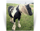 Irish Mare - Irish Filly